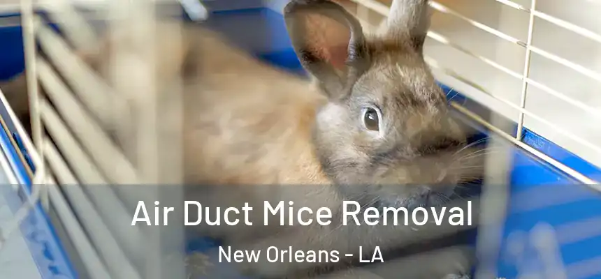  Air Duct Mice Removal New Orleans - LA